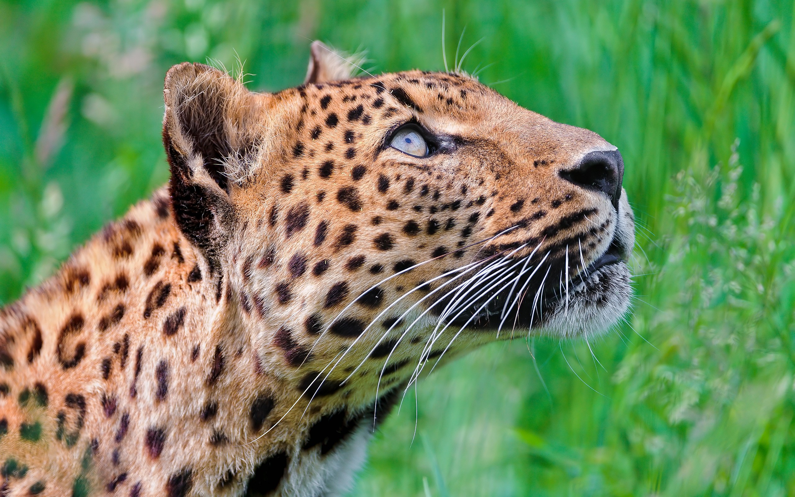 Animals Looking Up - 2560x1600 Wallpaper Animals Looking Up - 2560x1600 Wallpaper