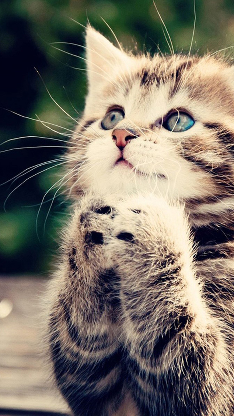 Cute Cat Meme - HD Wallpaper 
