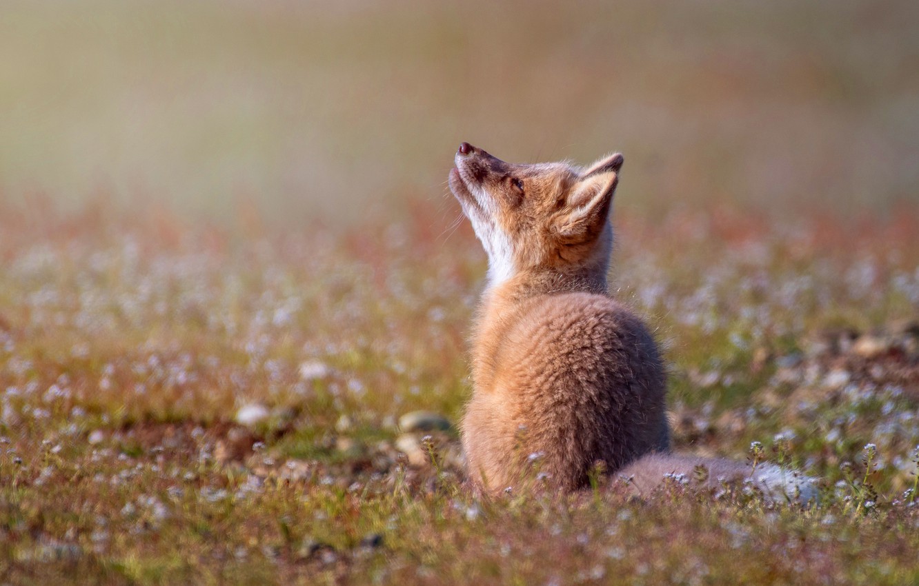 Photo Wallpaper Look, Pose, Baby, Red, Fox, Sitting, - Baby Fox Looking Up - HD Wallpaper 