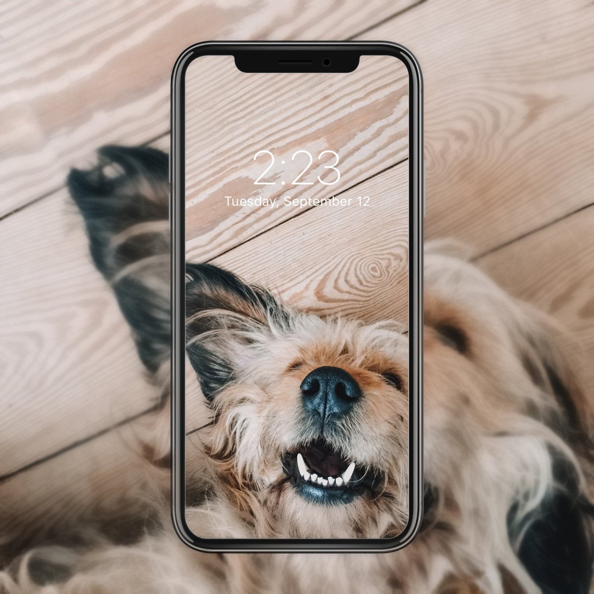 Cocker Spaniel - HD Wallpaper 