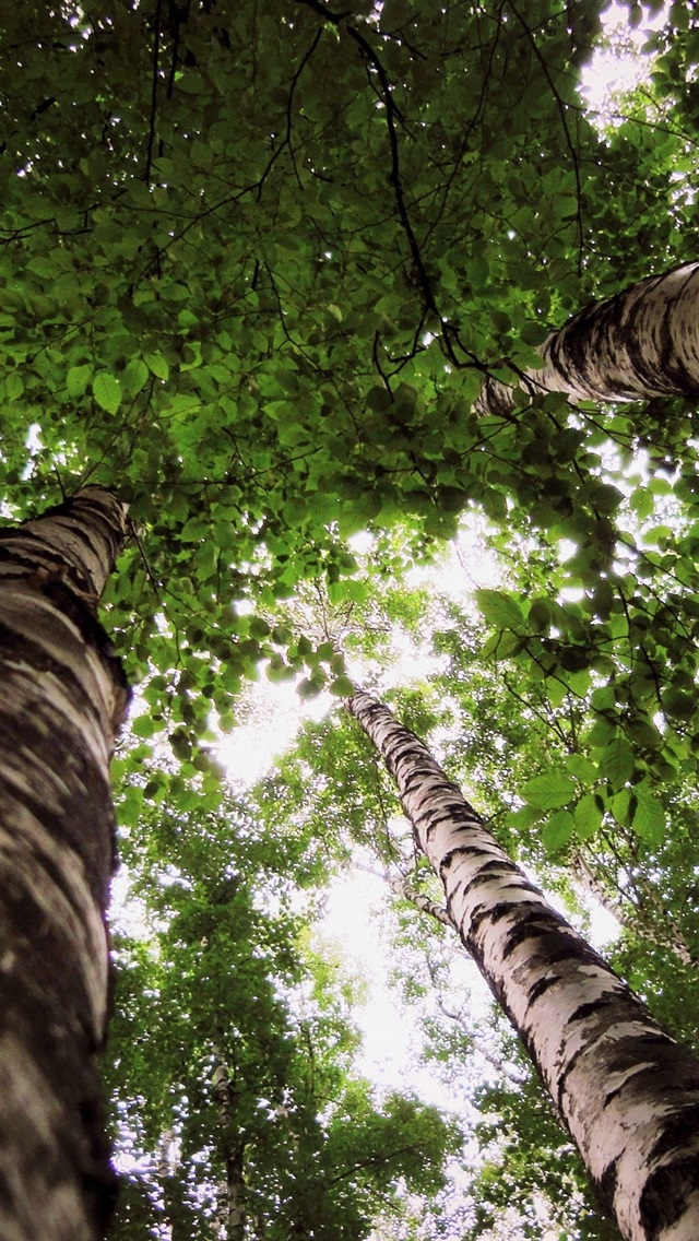 Look Up Wallpaper - HD Wallpaper 