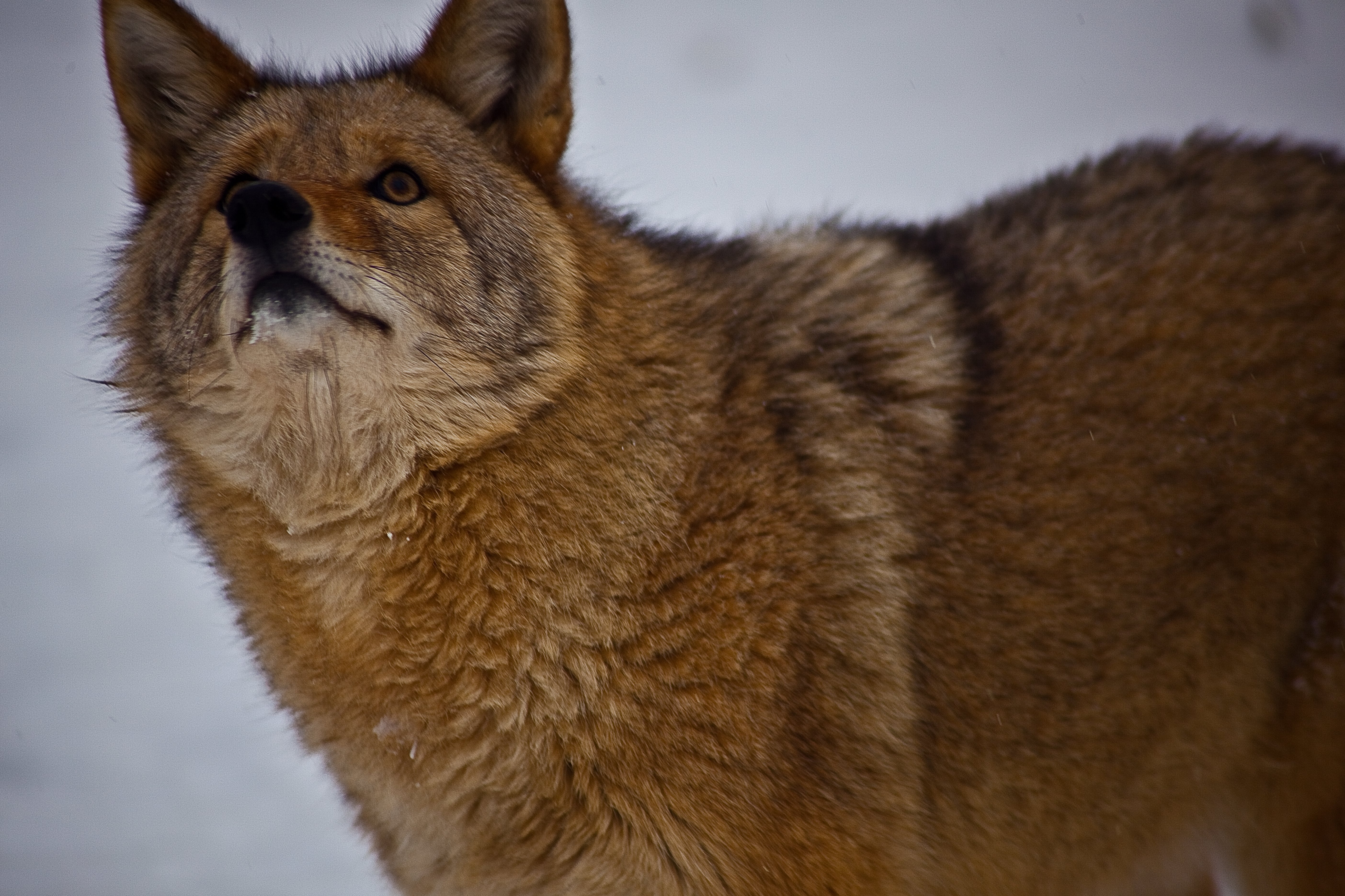 Coyote Looking Up Sky - Swift Fox - HD Wallpaper 