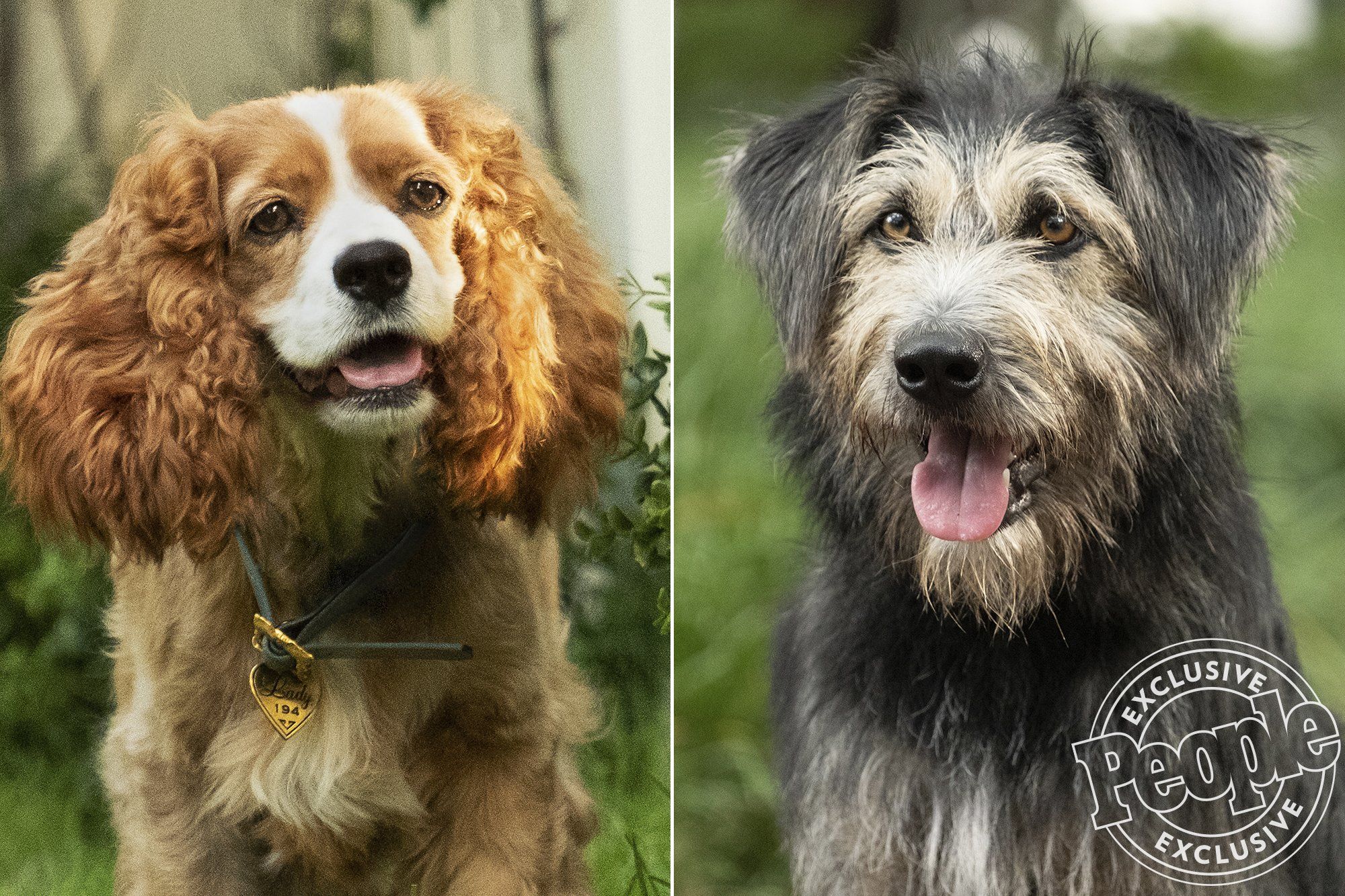 See The Canine Cast Starring In The Live-action Lady - Lady And The Tramp Live - HD Wallpaper 