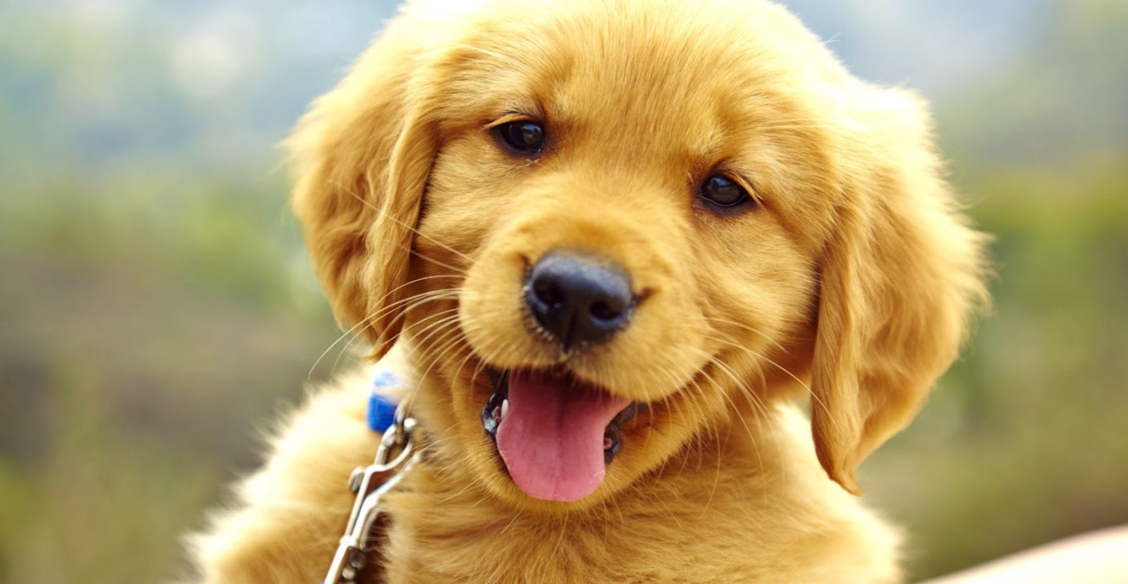The Ridiculously Cute Dog Challenge To Distract You - Puppys Lads - HD Wallpaper 