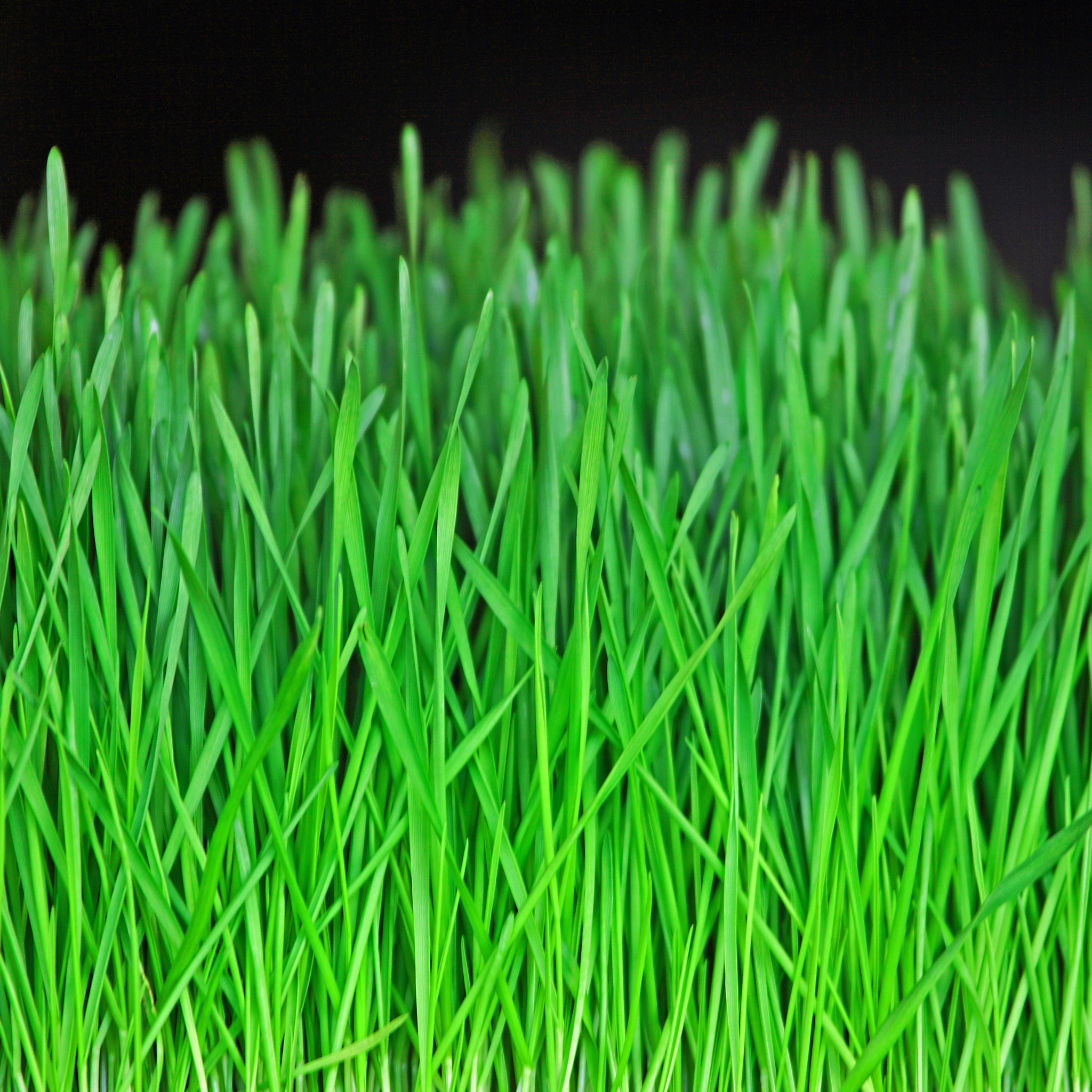Green Grass Closeup Ipad Wallpaper - Ipad Wallpaper Grass - HD Wallpaper 