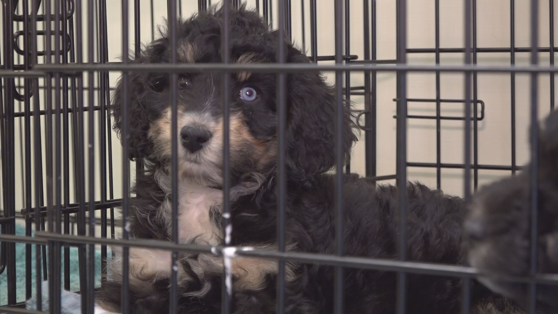 Standard Poodle - HD Wallpaper 