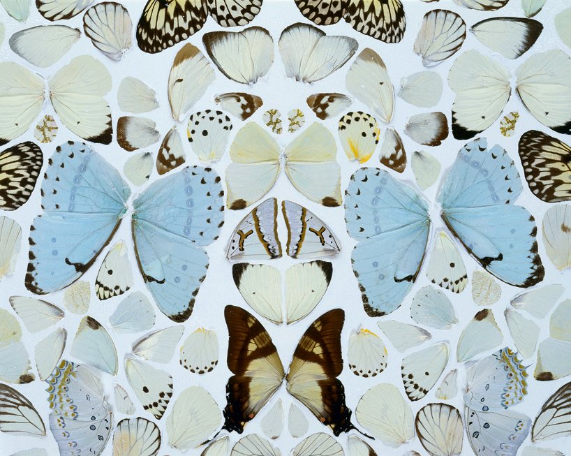 Damien Hirst Butterfly Mandala - HD Wallpaper 
