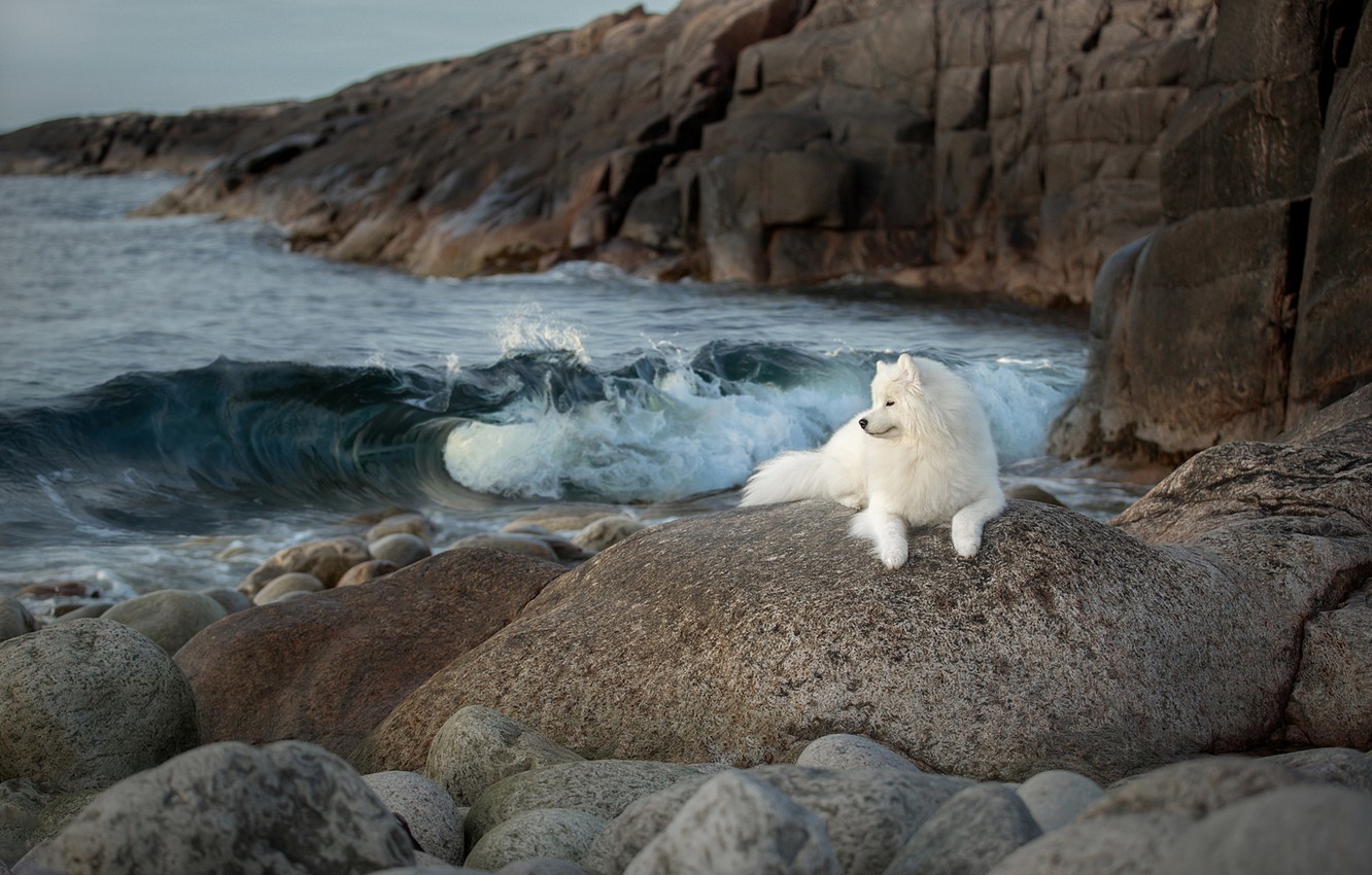 Photo Wallpaper Sea, Stones, Rocks, Dog, Samoyed, Svetlana - Samoyed - HD Wallpaper 