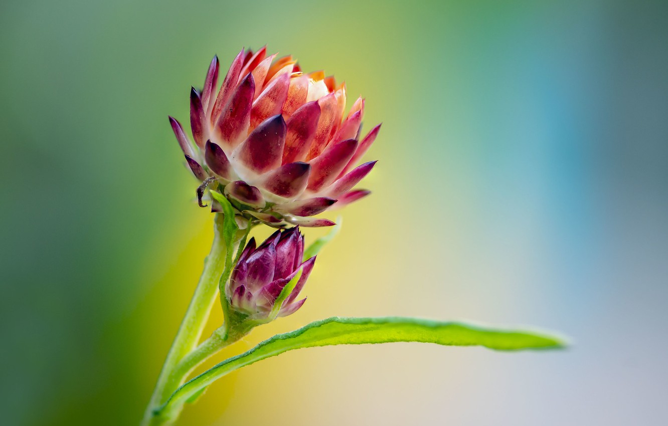 Photo Wallpaper Macro, Background, Leaf, Buds, Fleur - Giant Protea - HD Wallpaper 