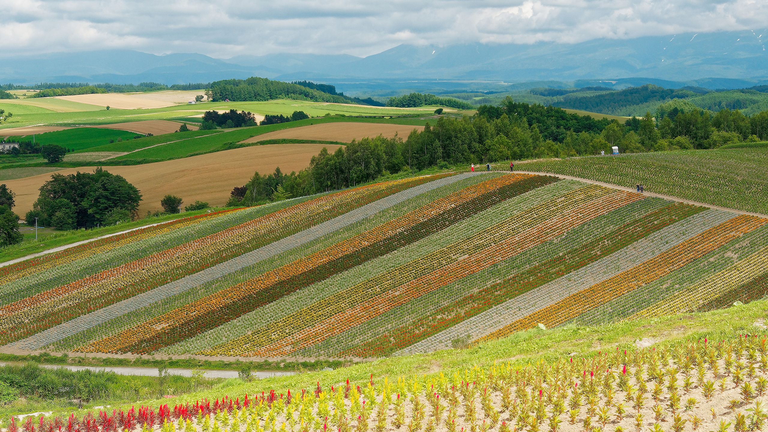 Field - HD Wallpaper 