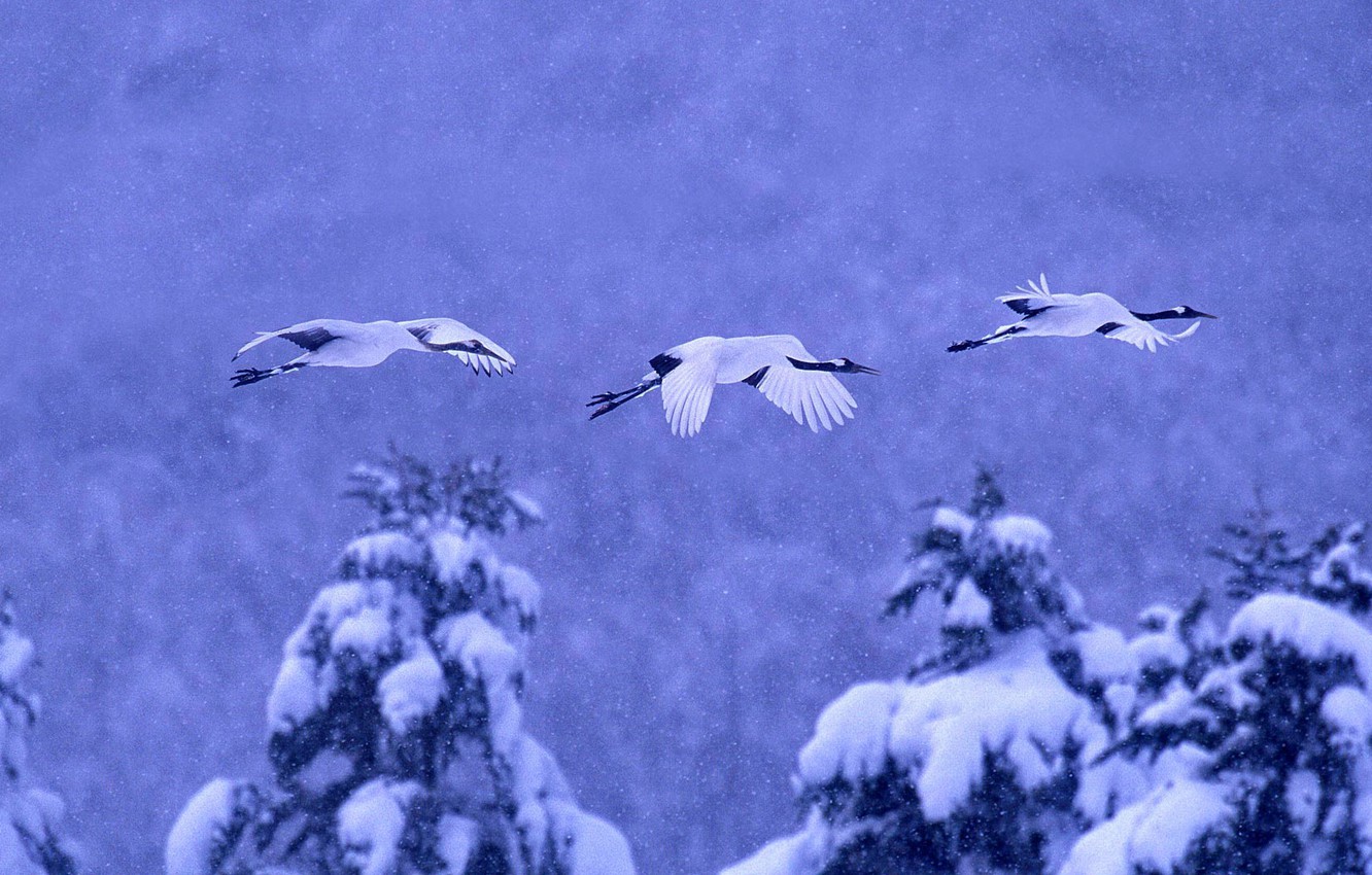 Photo Wallpaper Winter, Snow, Birds, Japan, Hokkaido, - Cranes Hokkaido Hd - HD Wallpaper 