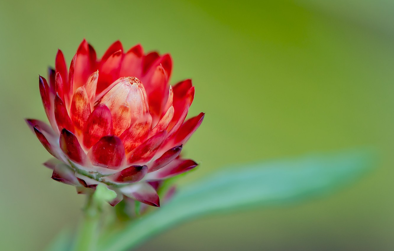 Photo Wallpaper Macro, Background, Bud, Fleur Walton - Protea - HD Wallpaper 