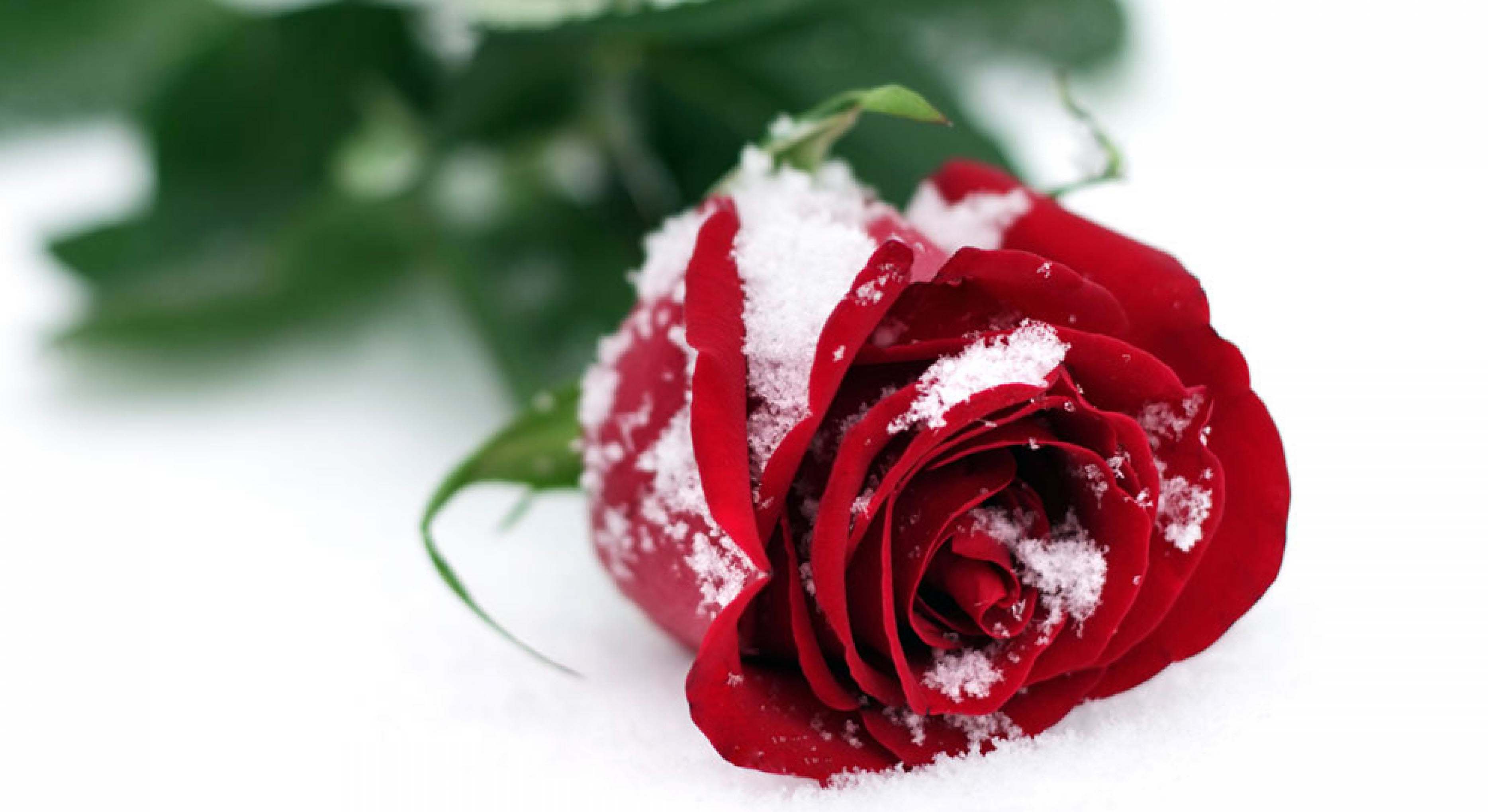 Lake, Trees, Waterfall - Red Rose In Snow - HD Wallpaper 