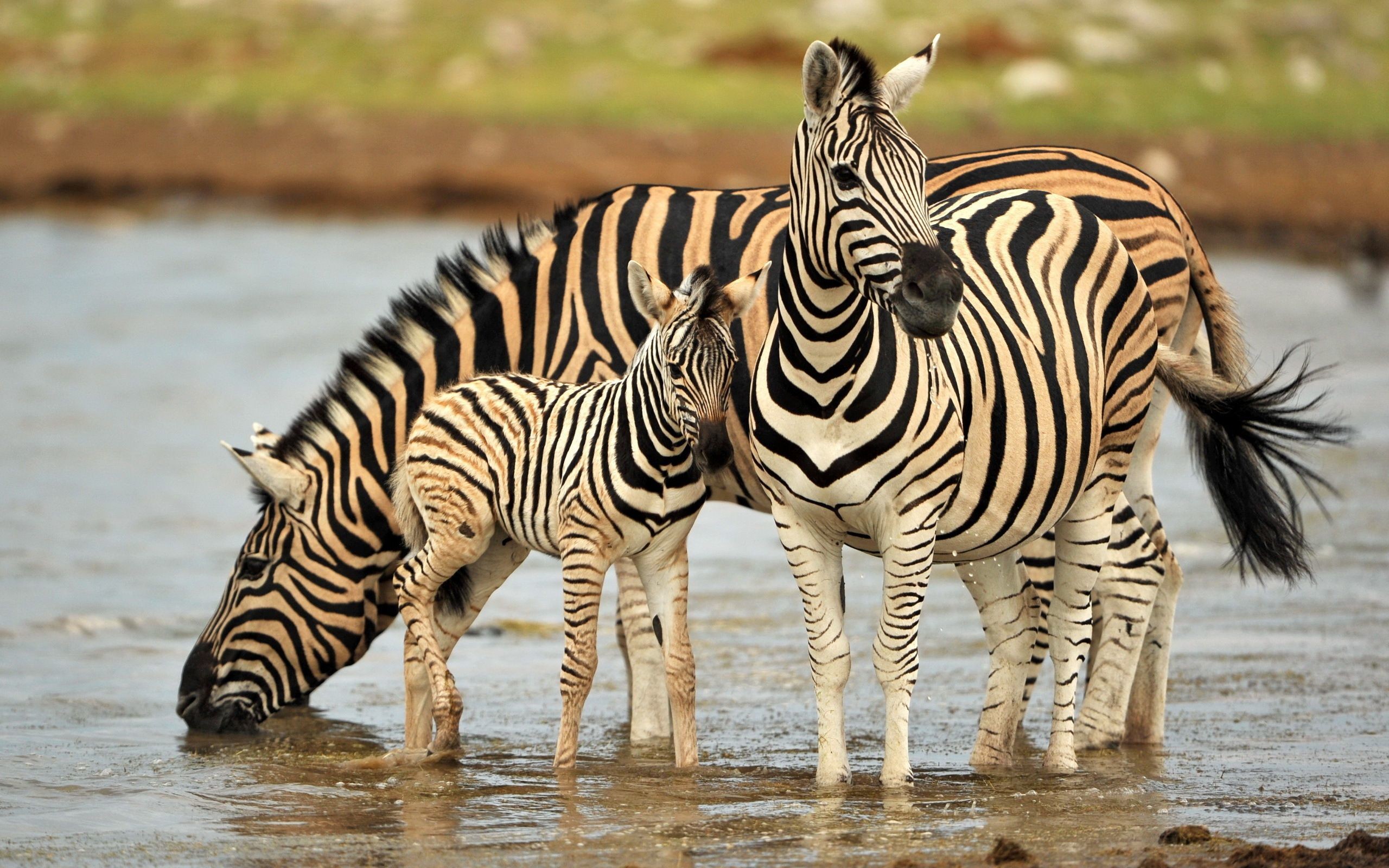 Beautiful African Animal Pictures Baby Zebra, Beautiful - Zebra Hd - HD Wallpaper 