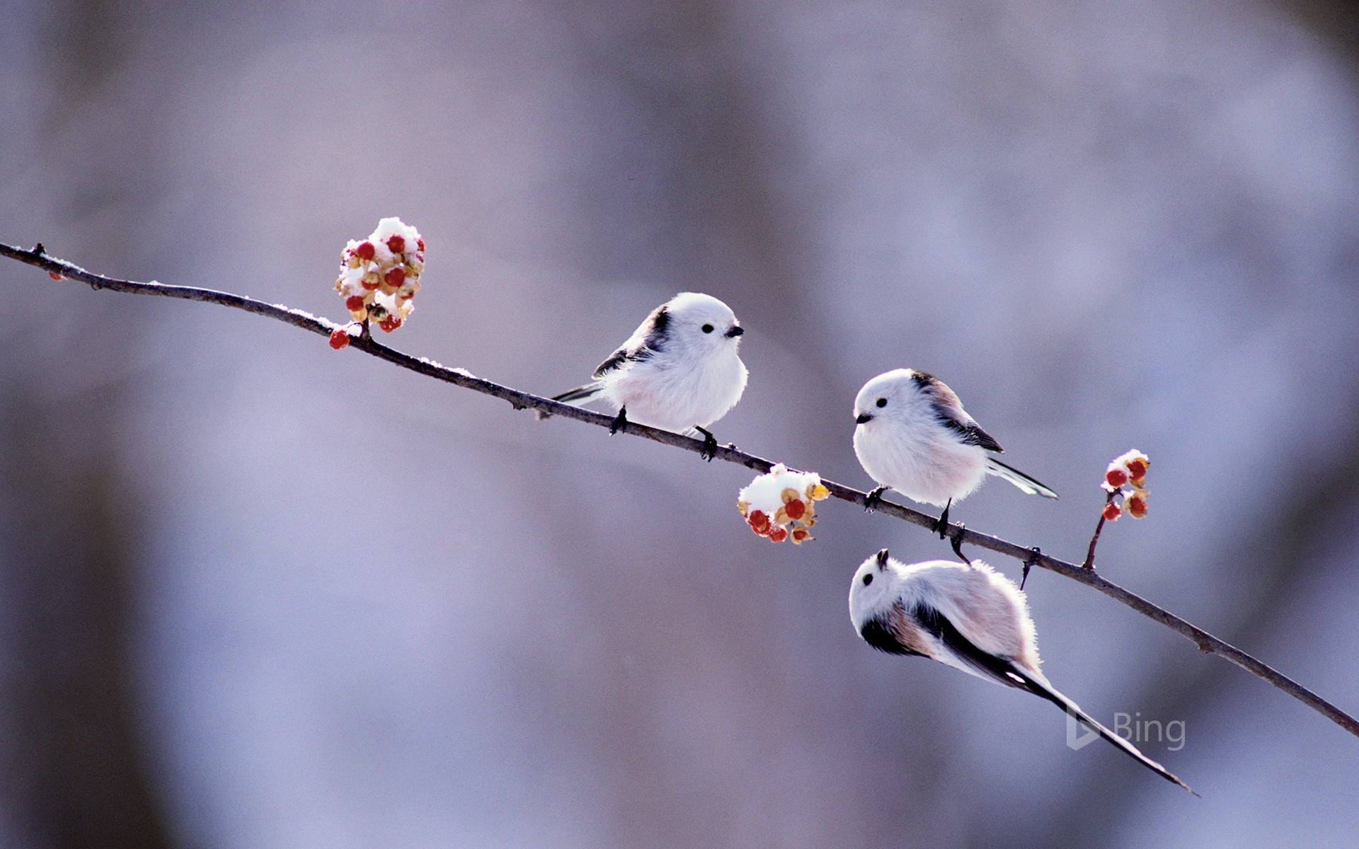 Japanese Long Tailed Tits - HD Wallpaper 