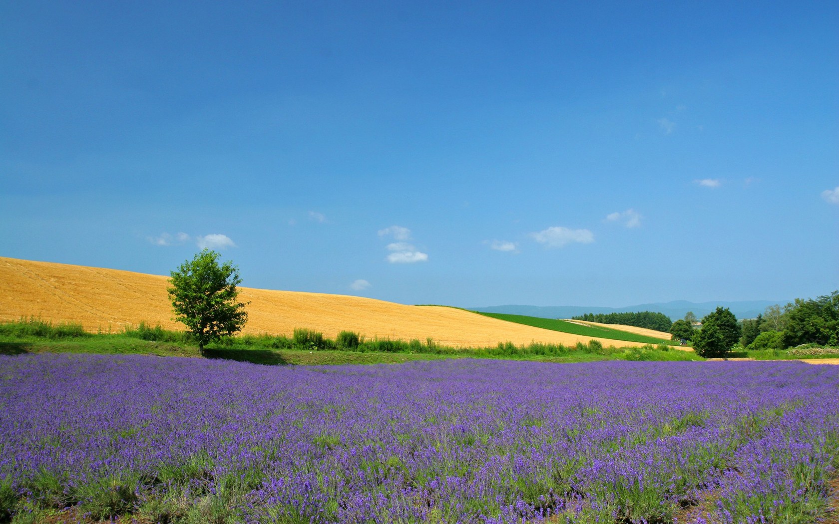 Japan Hokkaido Country Field - Landscape Photography - HD Wallpaper 