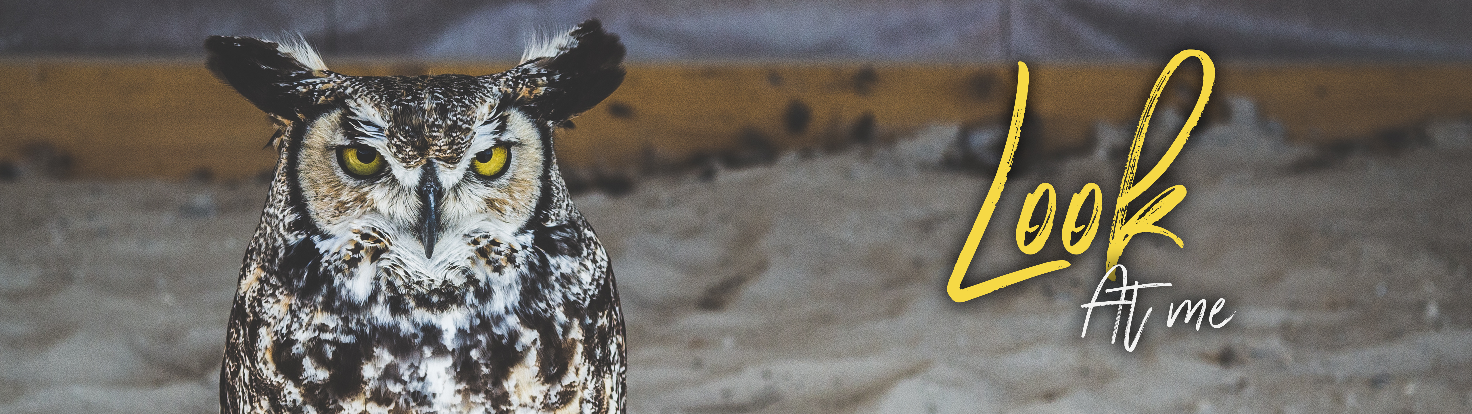 Great Horned Owl - HD Wallpaper 
