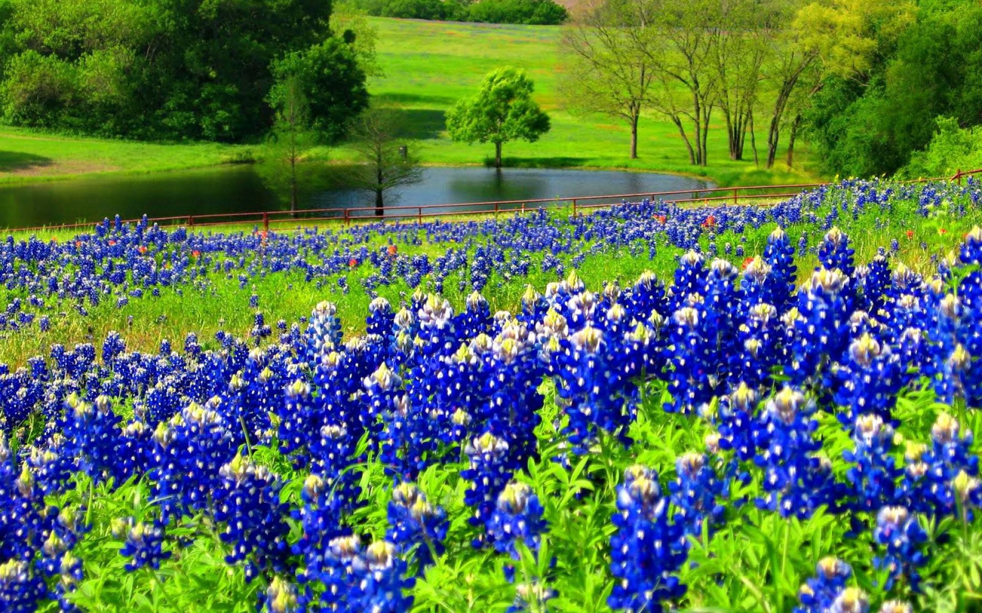 Bluebonnet Wallpapers - Bluebonnets Desktop Backgrounds - HD Wallpaper 