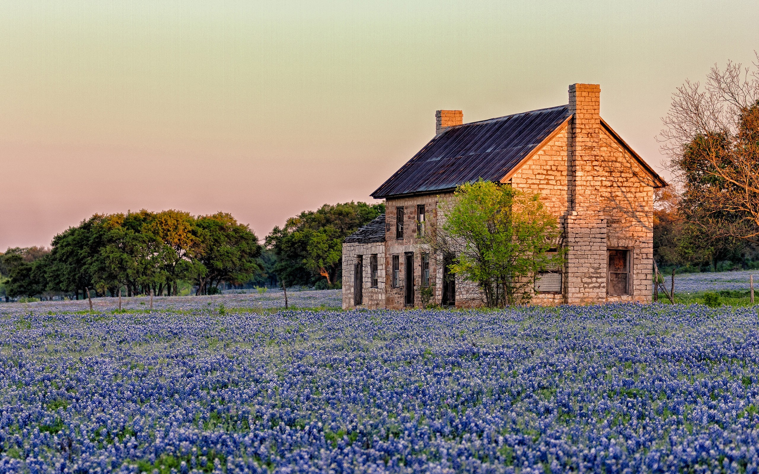Texas Sunlight Blue Flowers Bluebonnet Hd Wallpaper - Bluebonnets Marble Falls Texas - HD Wallpaper 