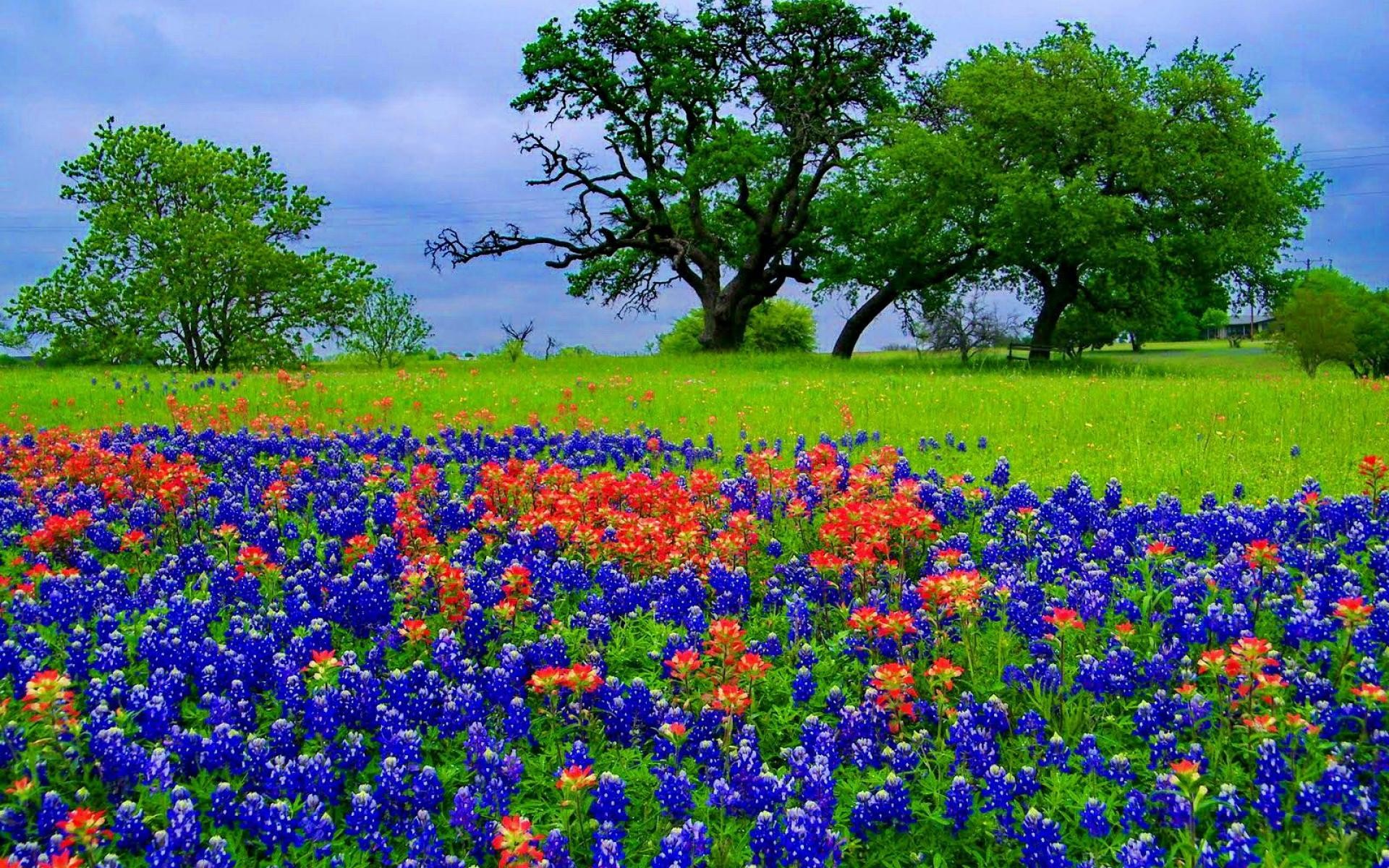 Bluebonnet Wallpaper 
 Data Src Top Bluebonnet Wallpaper - High Resolution Texas Bluebonnets - HD Wallpaper 