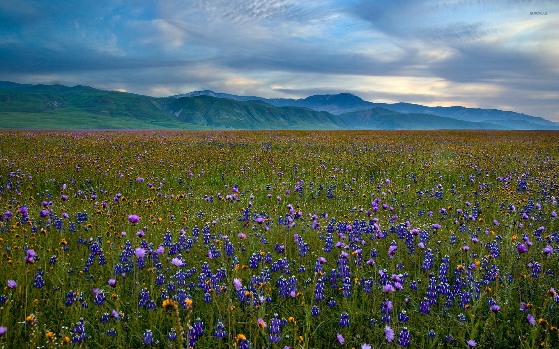 Bluebonnet Field In The Mountain Valley Wallpaper 
 - Wildflower Meadow - HD Wallpaper 