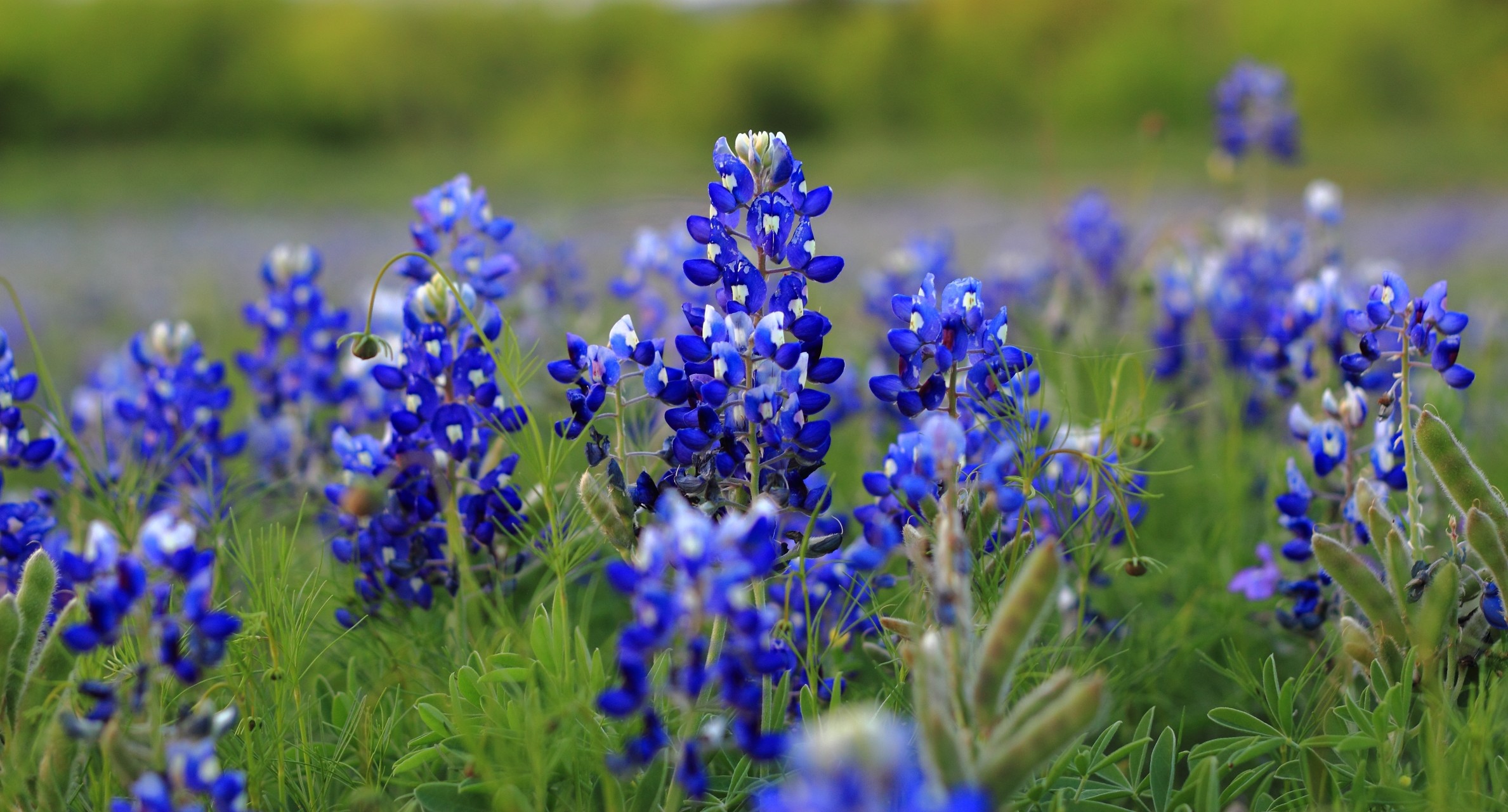 Bluebonnet Wallpapers Images Photos Pictures Backgrounds - Bluebonnet Wallpaper Hd - HD Wallpaper 
