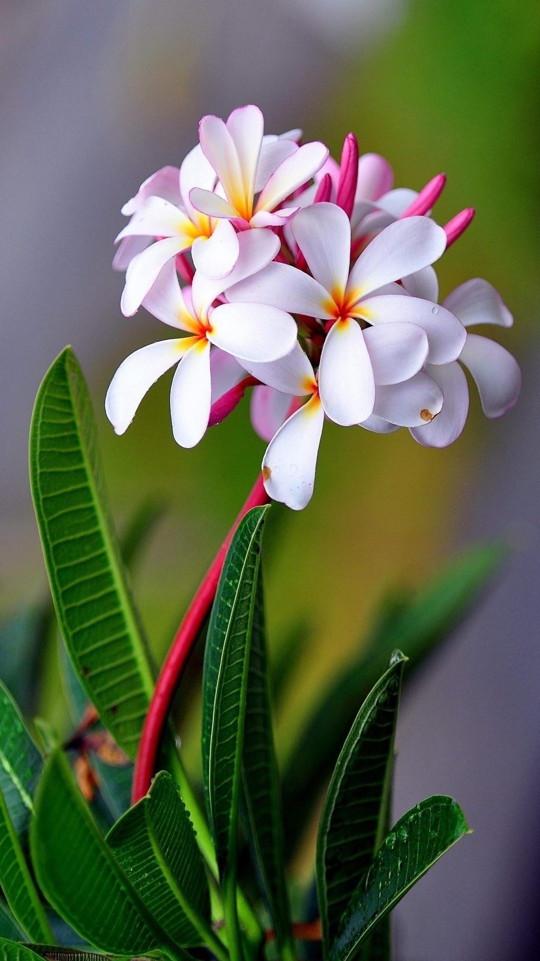 Wallpaper White Flower Mobile - 1080x1920 Wallpaper Wallpaper White Flower Mobile - 1080x1920 Wallpaper