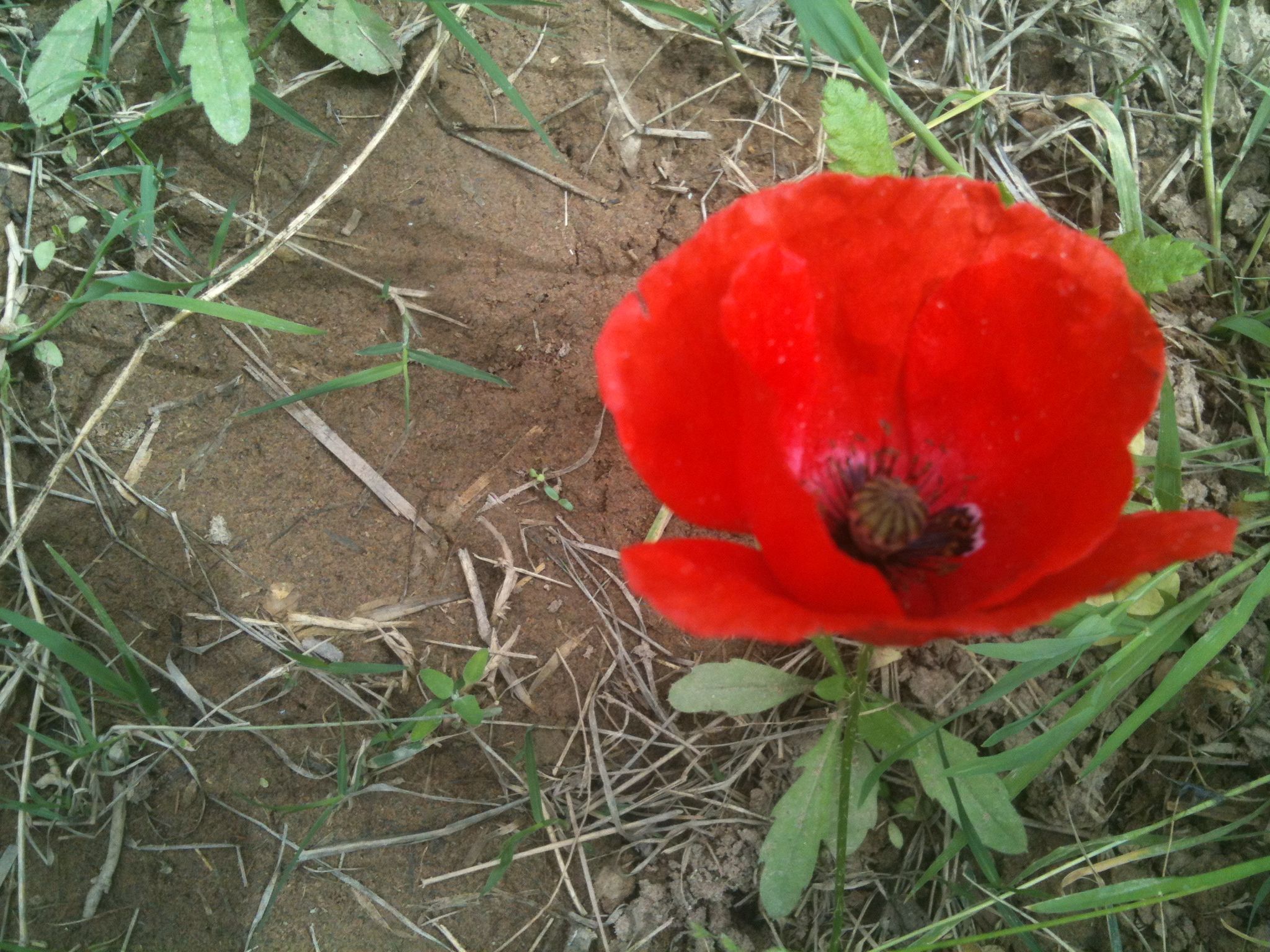 Img 0094 - Corn Poppy - HD Wallpaper 