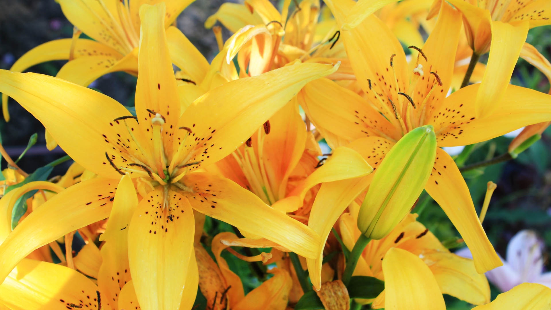 Lily Yellow Striped - Yellow Lily - HD Wallpaper 
