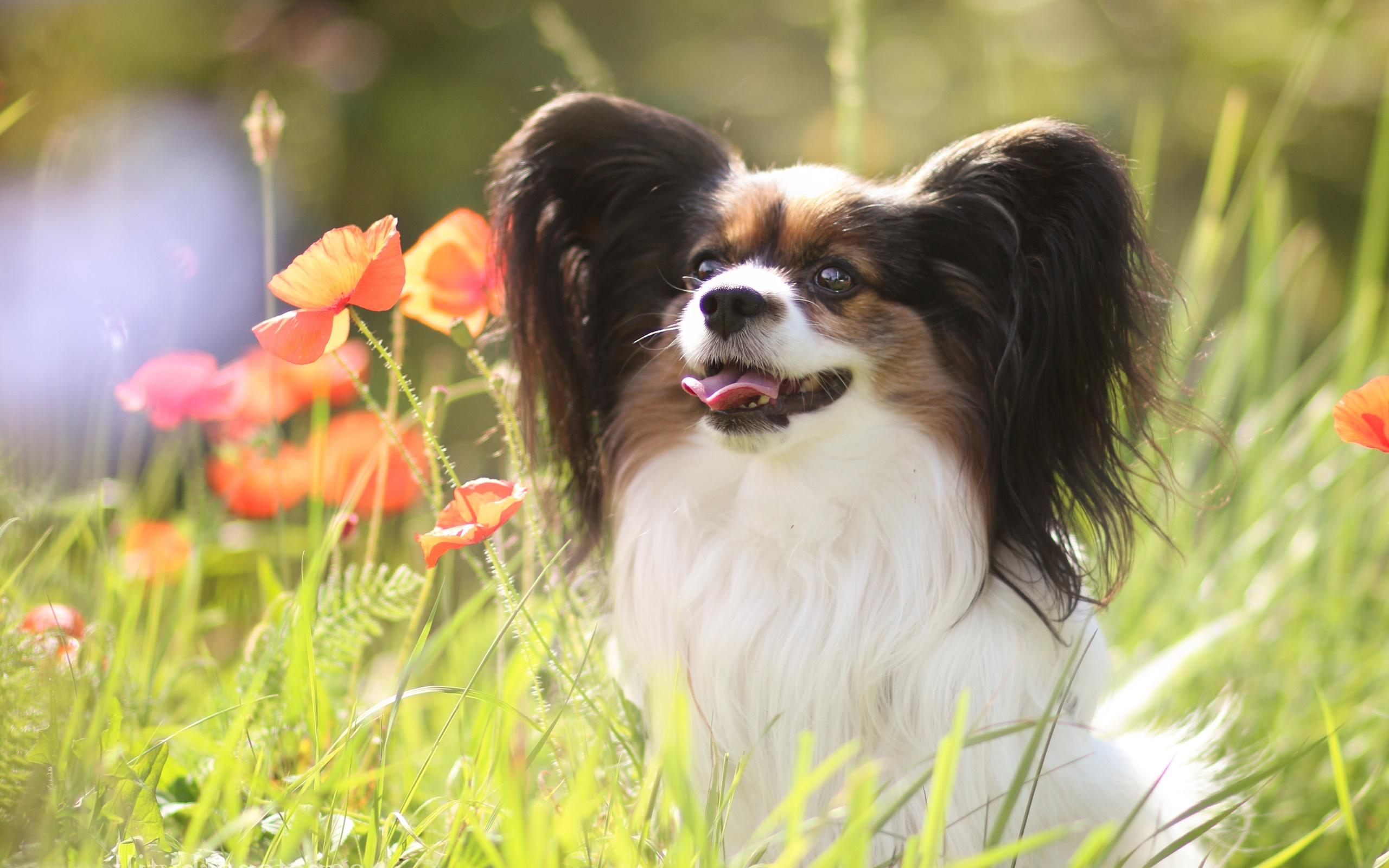 Continental Toy Spaniel, Dogs, Papillon, Phalene, Pets, - Papillon Dog - HD Wallpaper 