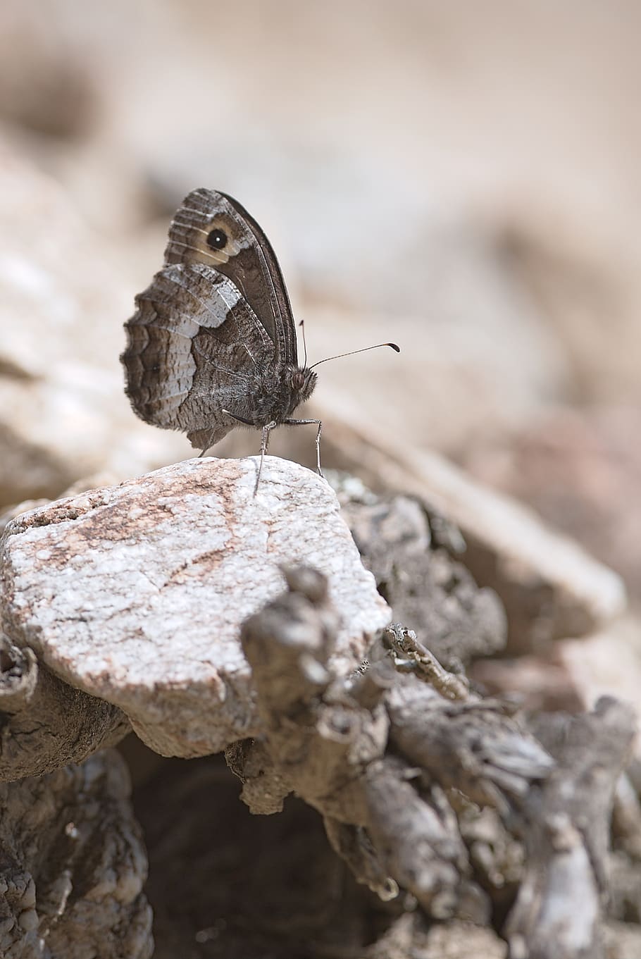 Animal, Invertebrate, Insect, Butterfly, Moth, Papillon, - Speckled Wood (butterfly - HD Wallpaper 