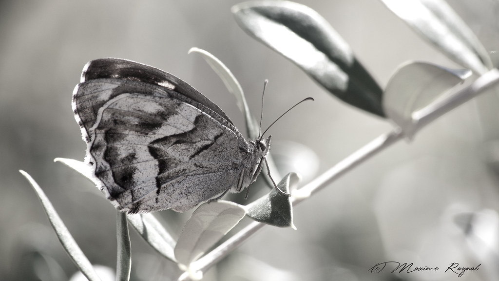 Black And White Moth Photography - HD Wallpaper 