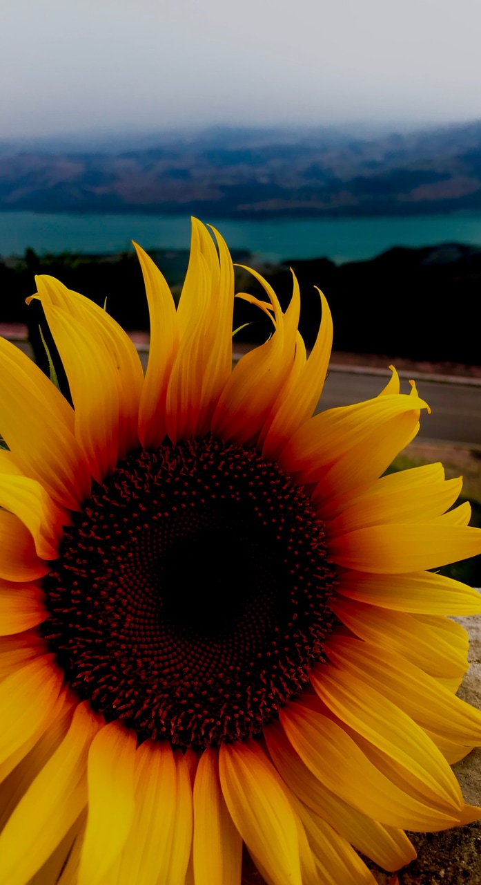 90s, Iphone, And Peace Image - Sunflower - HD Wallpaper 