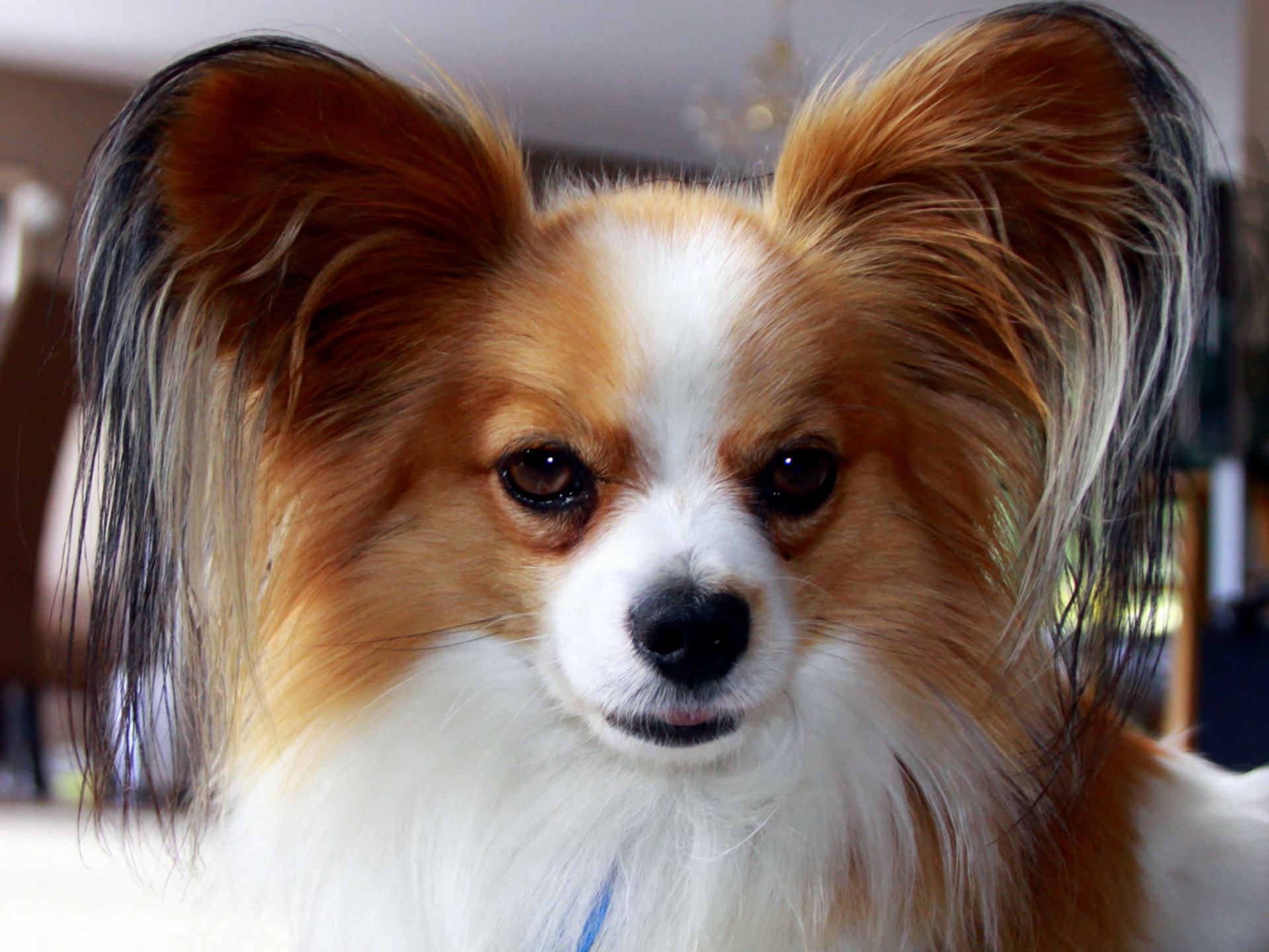 Papillon - HD Wallpaper 