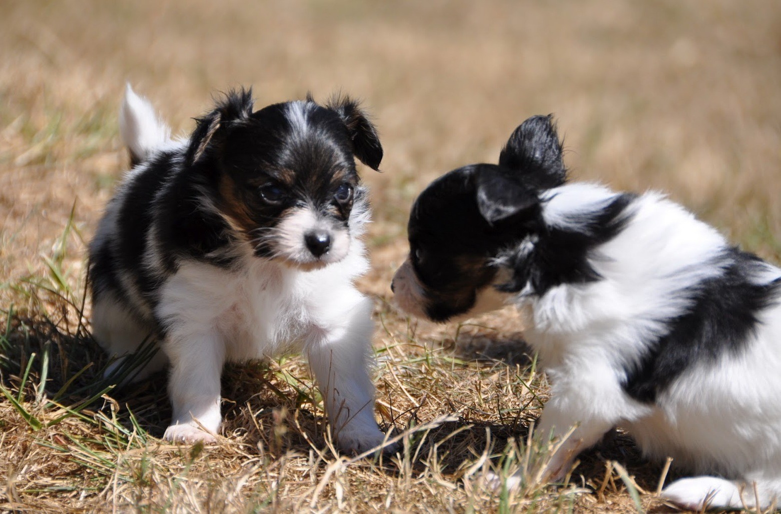 Companion Dog - HD Wallpaper 