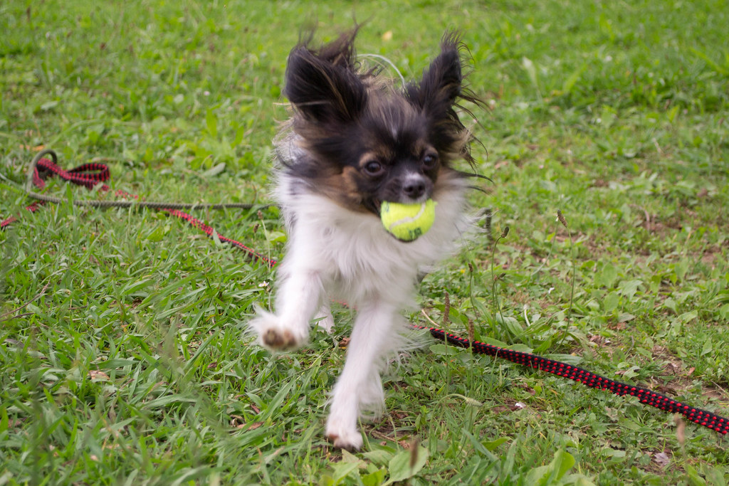 Dog Catches Something - HD Wallpaper 