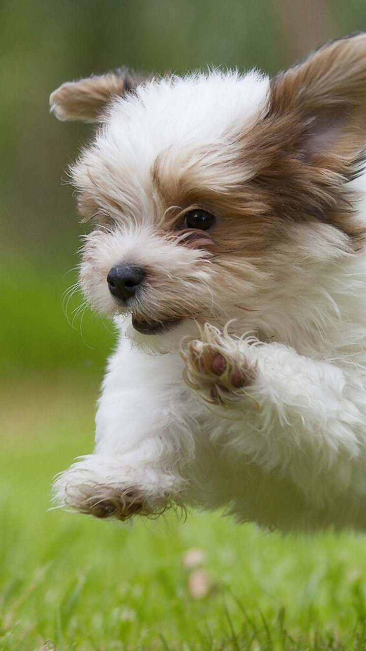 Havana Puppy - HD Wallpaper 