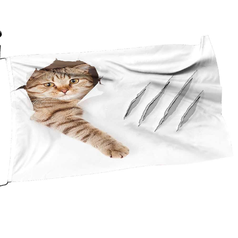 Cat Fun - HD Wallpaper 