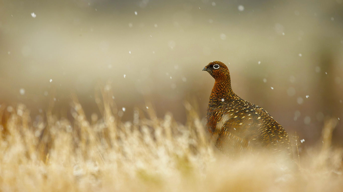 Red Grouse In The Scottish Highlands - Red Grouse - HD Wallpaper 