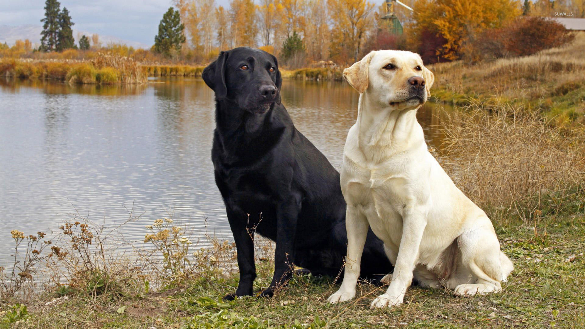 Black And Golden Labrador - HD Wallpaper 