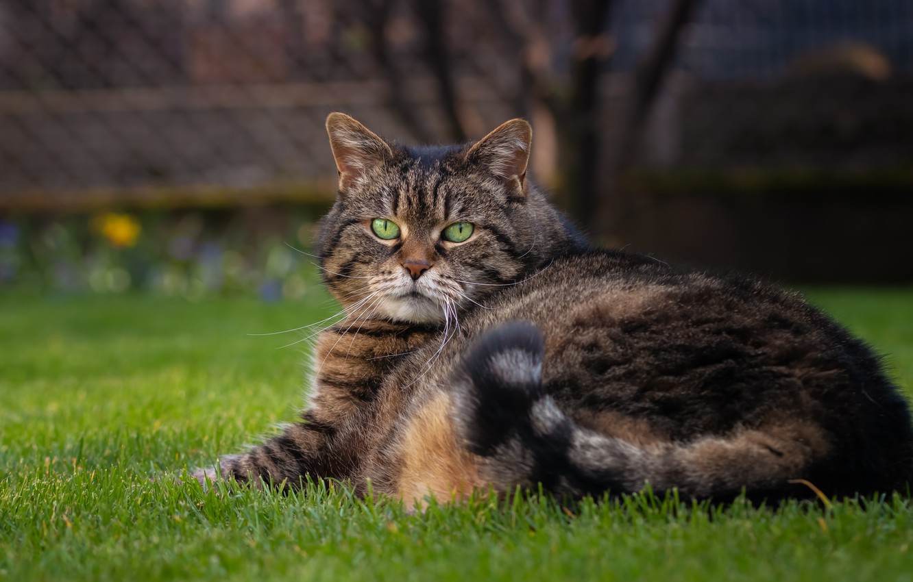 Photo Wallpaper Cat, Cat, Look, Face, Grey, Portrait, - Domestic Short-haired Cat - HD Wallpaper 