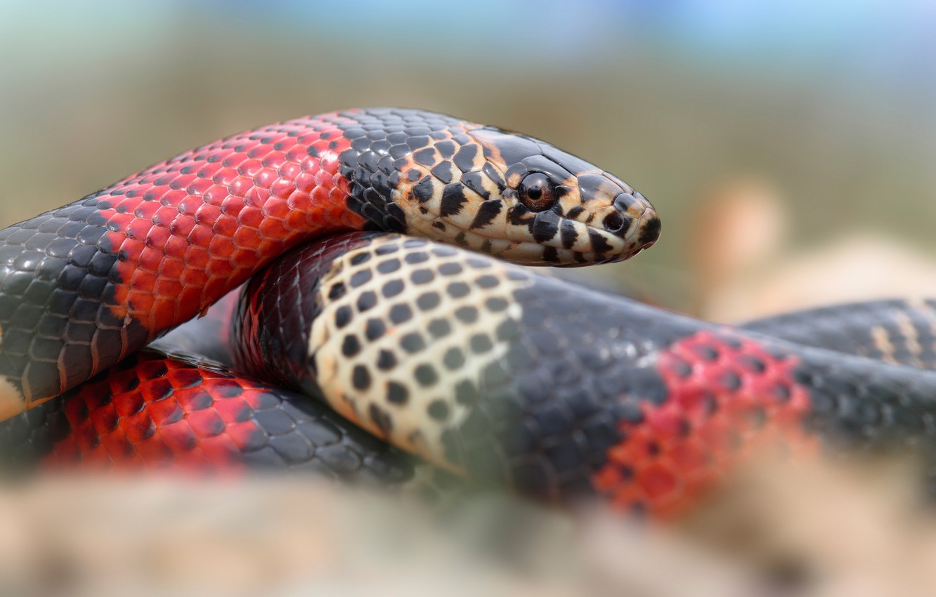 Photo Wallpaper Look, Background, Snake, Striped, Red-black - Ecuadorian Milk Snake - HD Wallpaper 