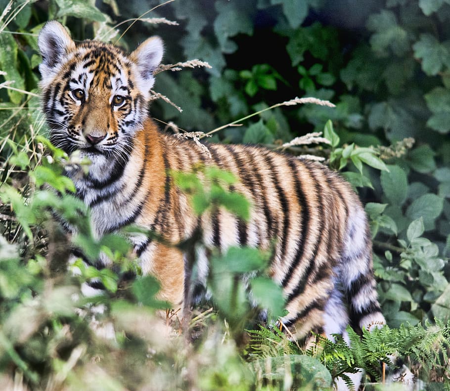 Tiger, Cub, Wildlife, Feline, Cat, Striped, Carnivore, - HD Wallpaper 