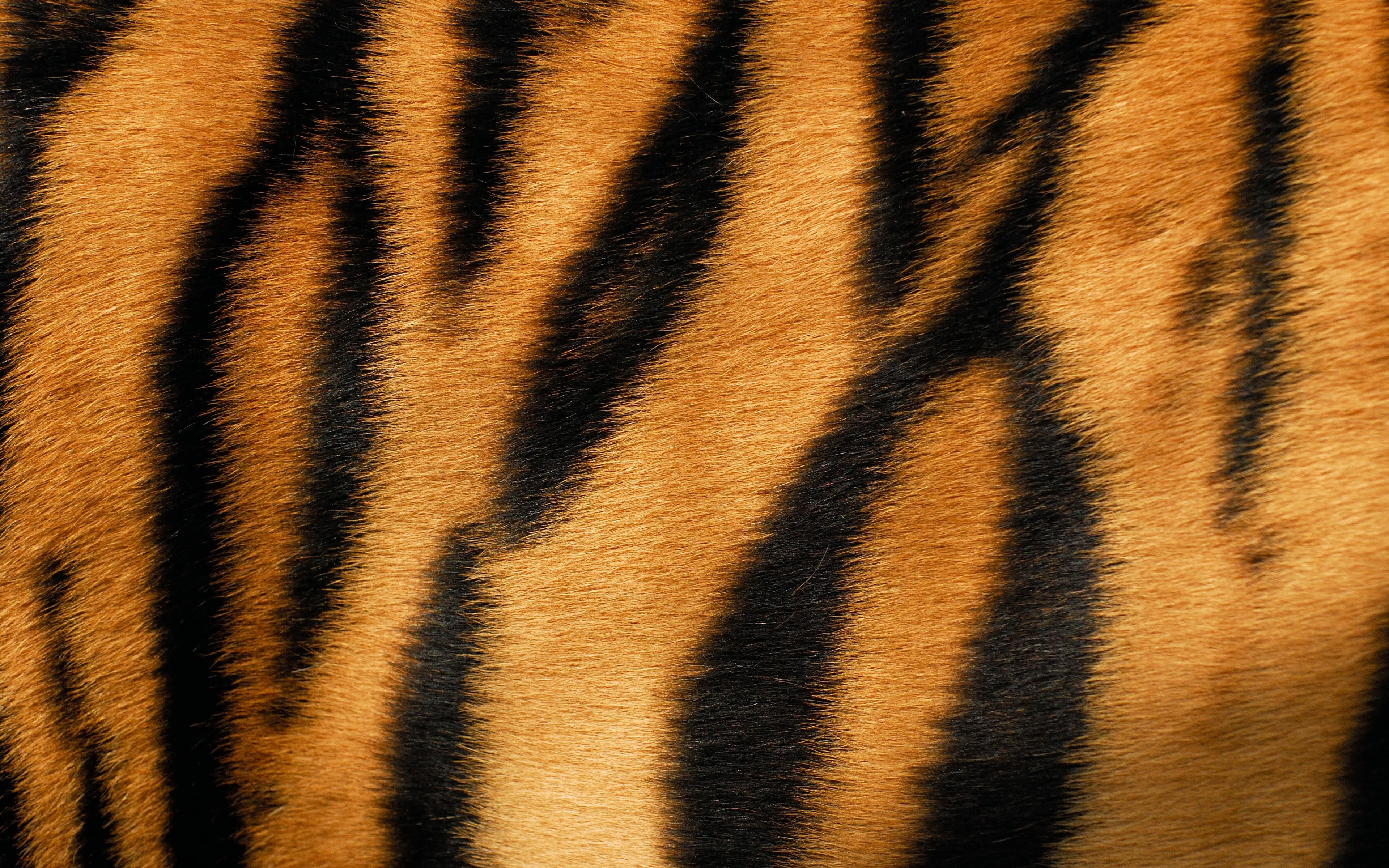 Tiger Texture, 4k, Orange Black Background, Tiger Skin - Tiger Fur Wallpaper Hd - HD Wallpaper 