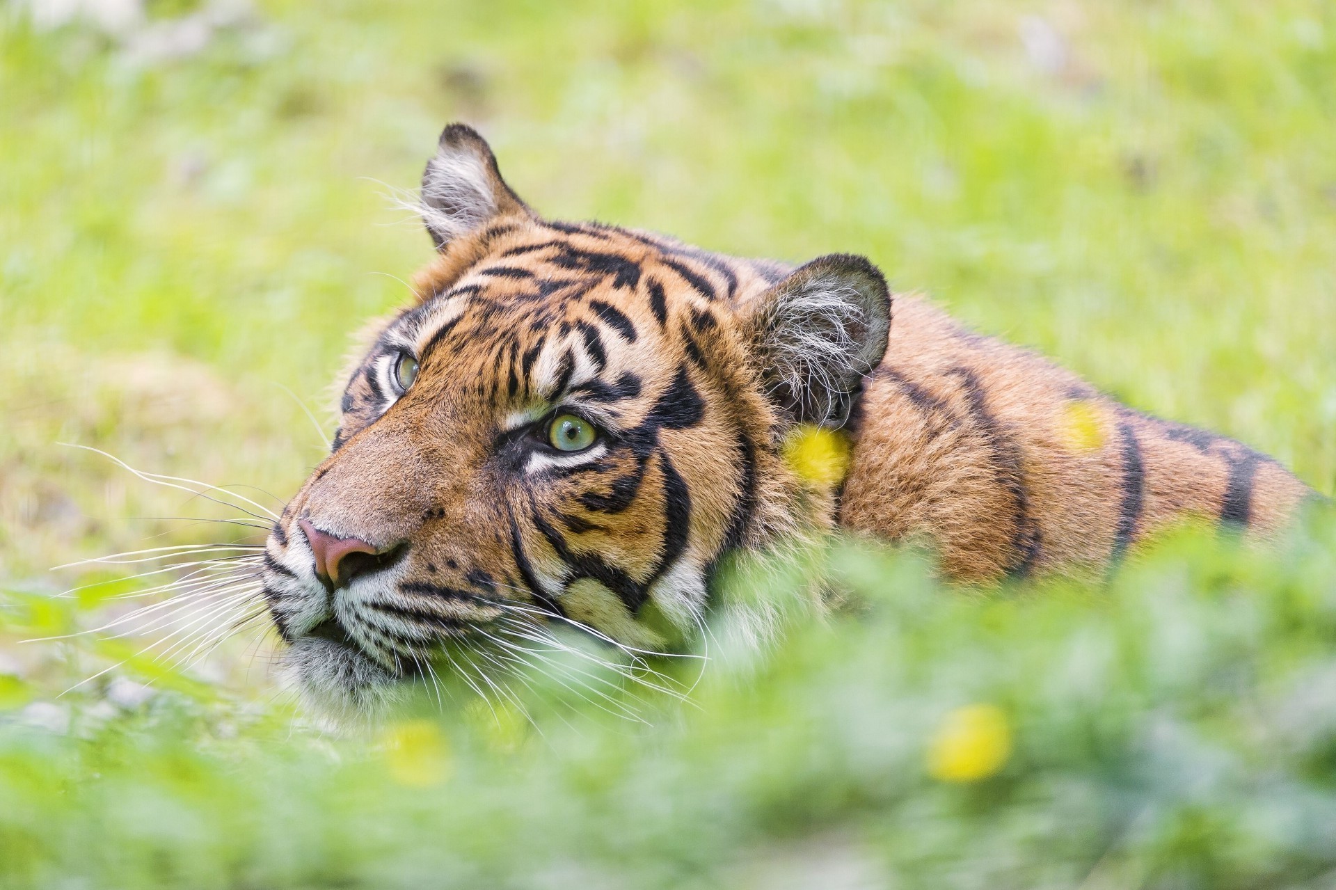 Tigers Wildlife Animal Nature Predator Cat Wild Mammal - Bengal Tiger - HD Wallpaper 