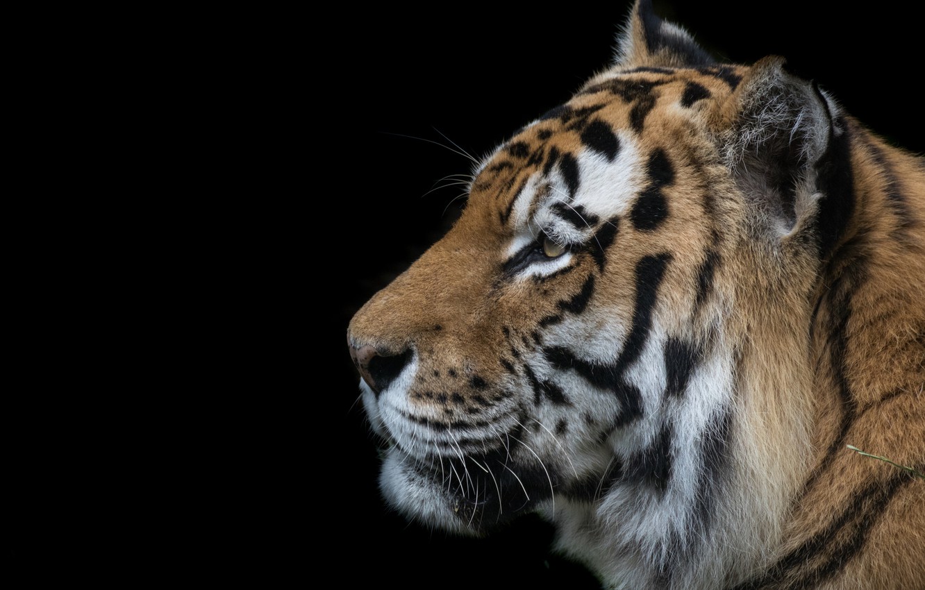 Photo Wallpaper Tiger, Profile, Striped - Bengal Tiger - HD Wallpaper 