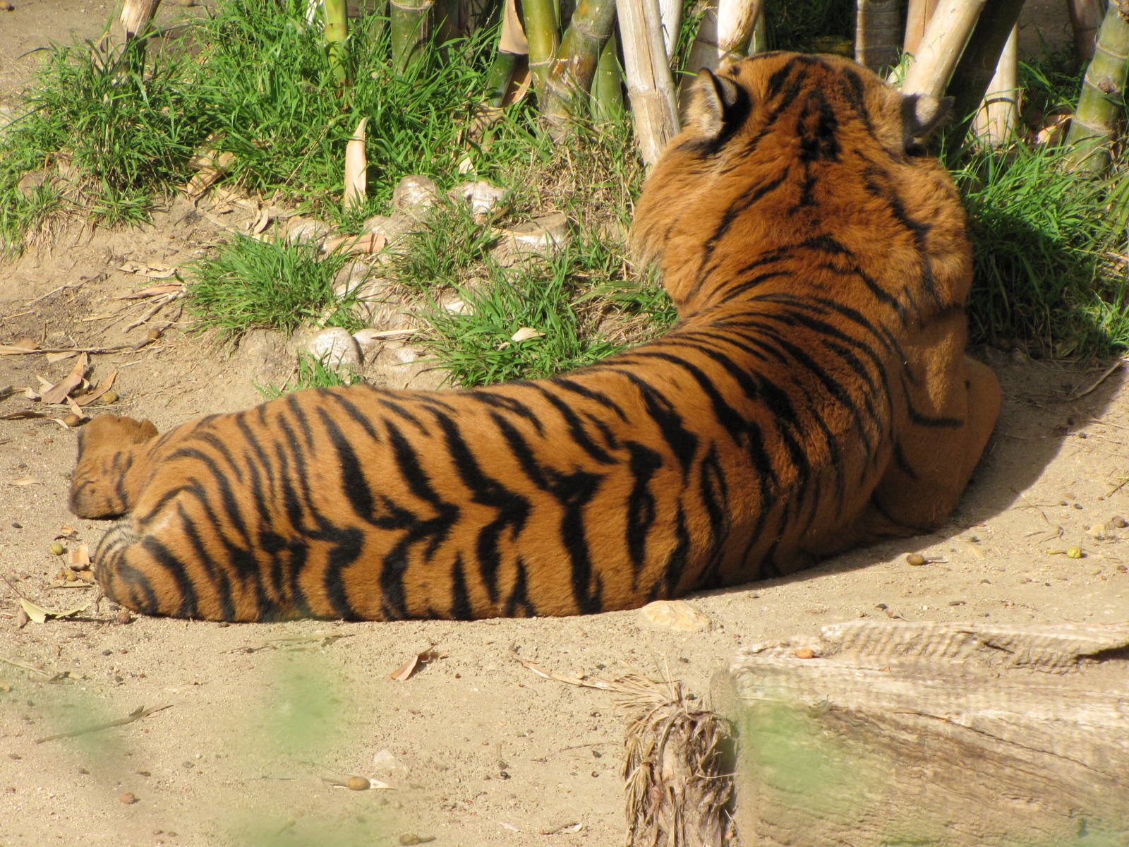 Sumatran Tiger Stripe Pattern 
				data-realwidth - Tiger Stripes Back - HD Wallpaper 