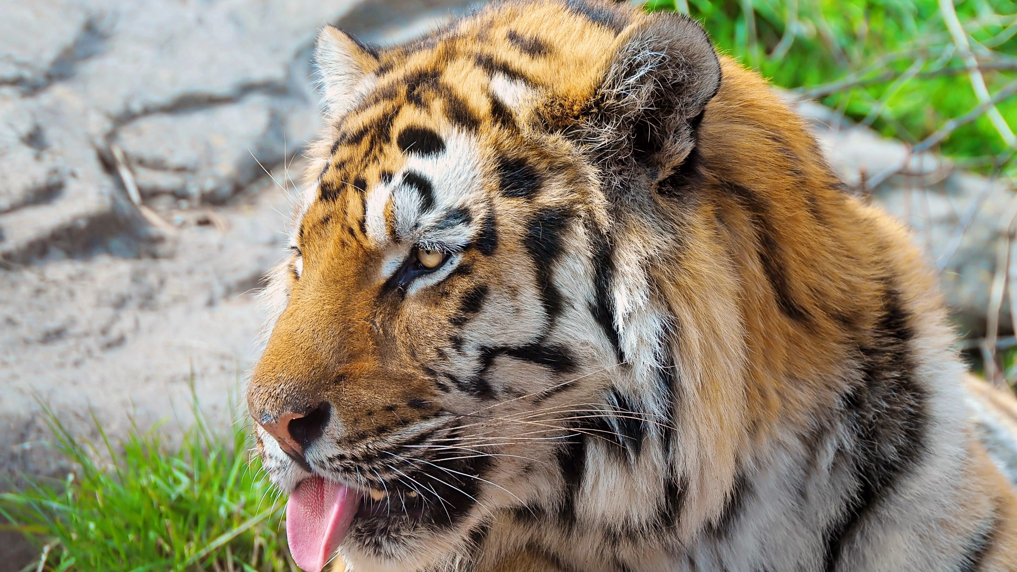 Tiger Face Protruding Tongue Striped Predator 4k - HD Wallpaper 
