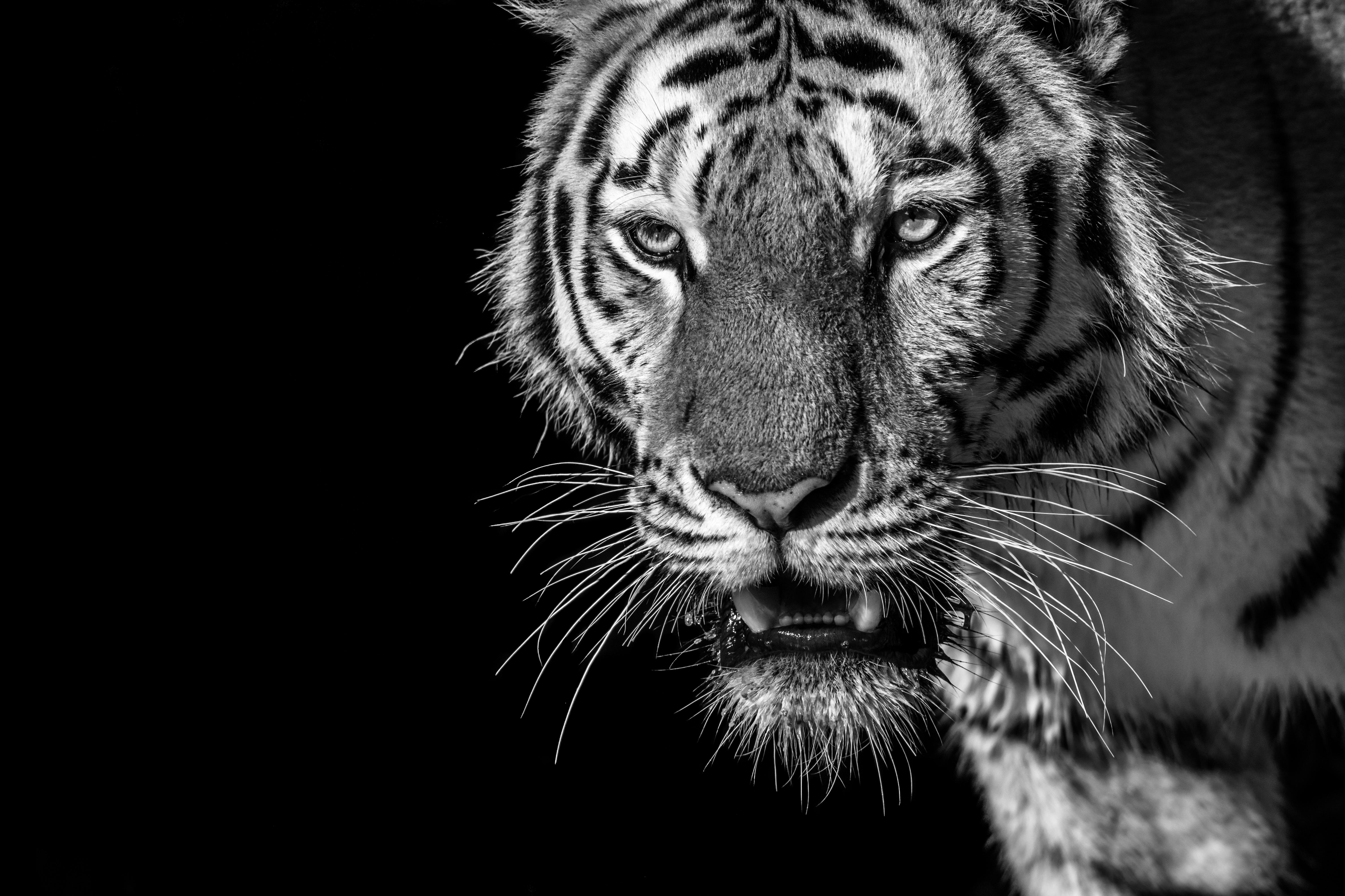 Tiger, Predator, Looks, Bw, Wild, Striped - HD Wallpaper 