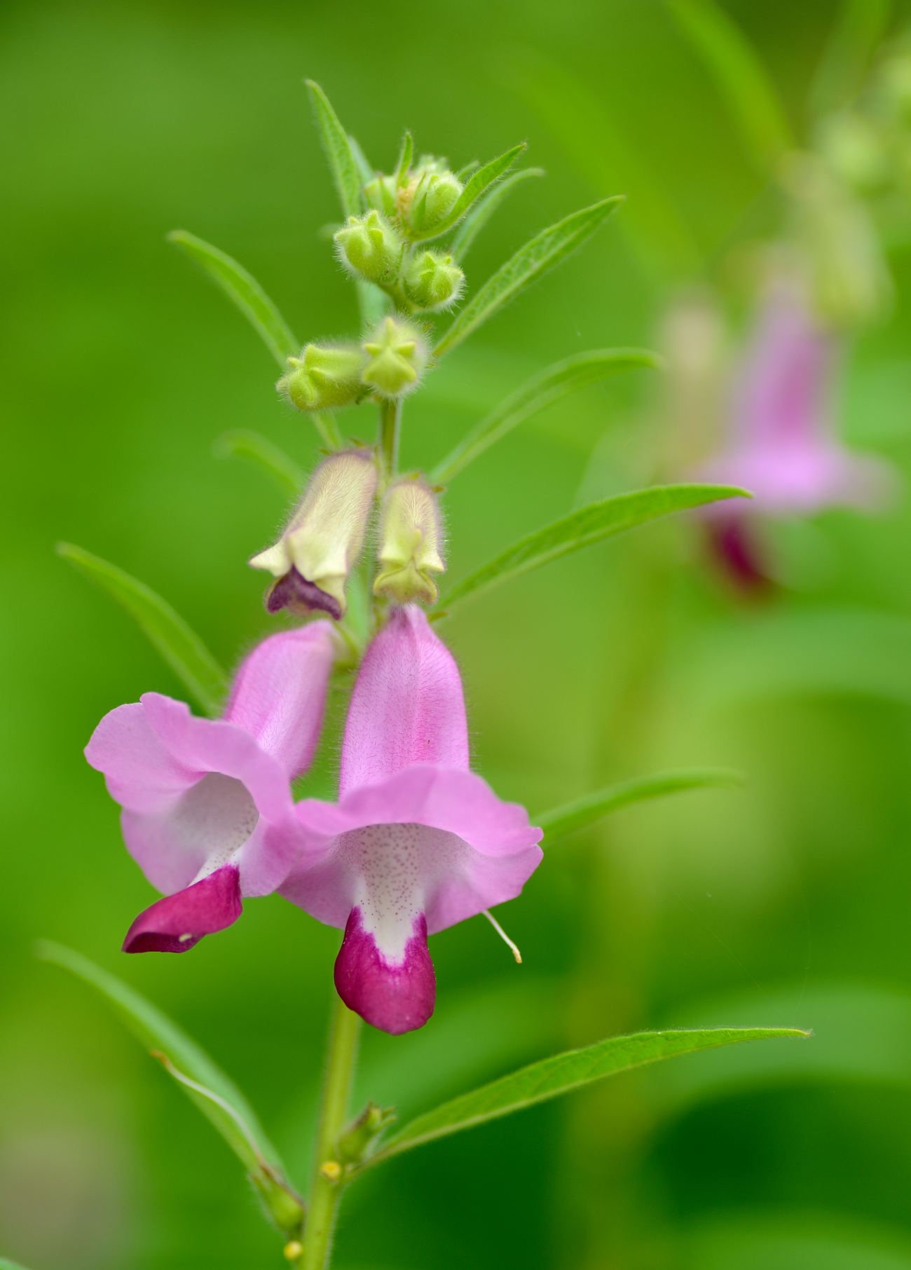 Foxgloves Eurasian Plant - Digitalis - HD Wallpaper 